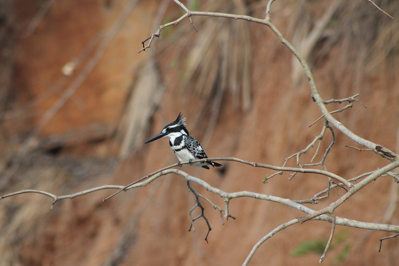 Birders