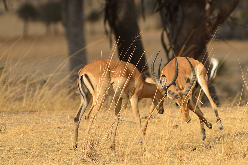 Best Time to See Wild Dogs in Nyerere