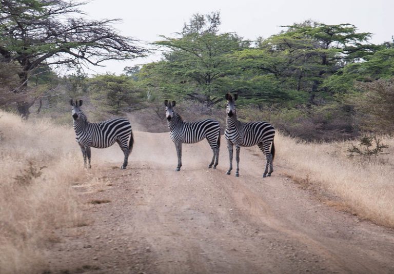 10-Day Grand Southern Tanzania Safari