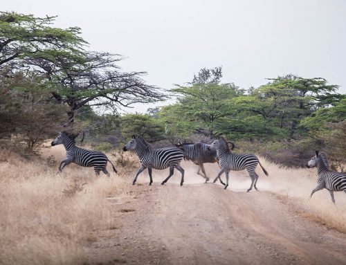 Nyerere Budget Safari Tanzania