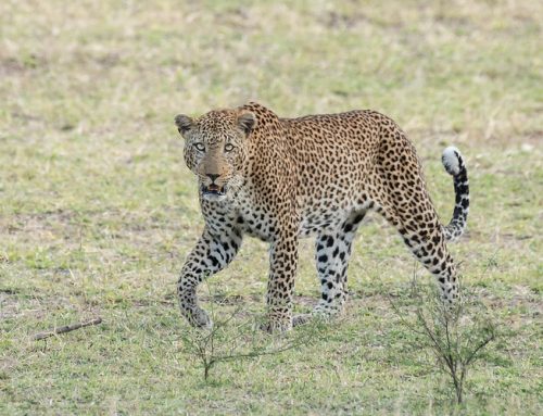 Nyerere National Park Wildlife Game Drives