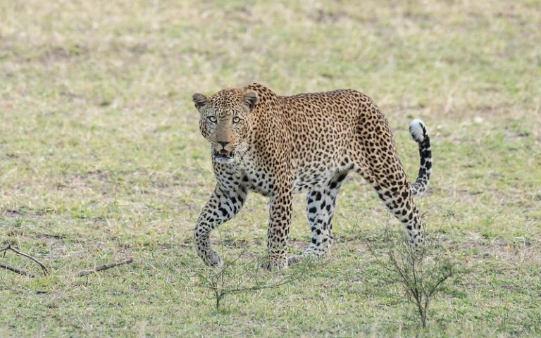 3-Day Nyerere Weekend Fly-In Safari