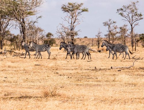 Nyerere National Park Fees & Safari Cost Tanzania