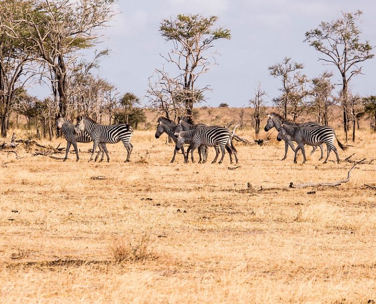 6-Day Nyerere & Mikumi Safari