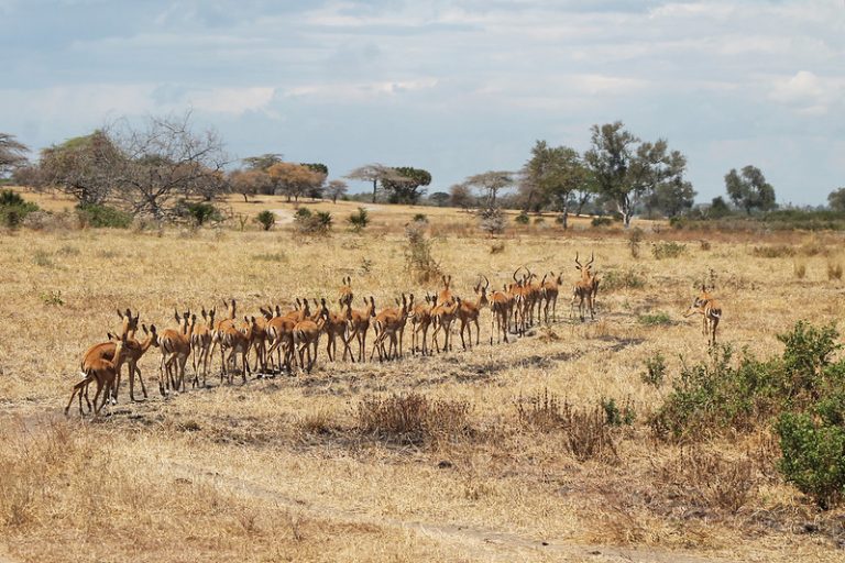 9-Day Southern Circuit Safari