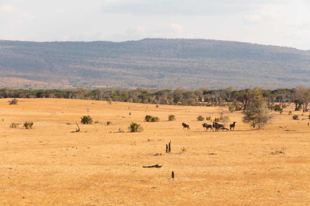 Mikumi National Park